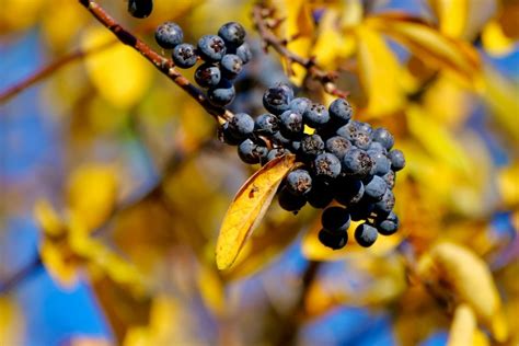 Arónia čierna plody