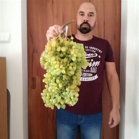 Ilustrácia keltských stromov