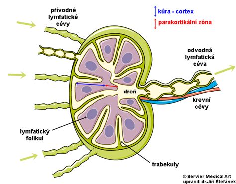 Ilustrácia ľudského hrdla s vyznačenými mandľami a lymfatickými uzlinami
