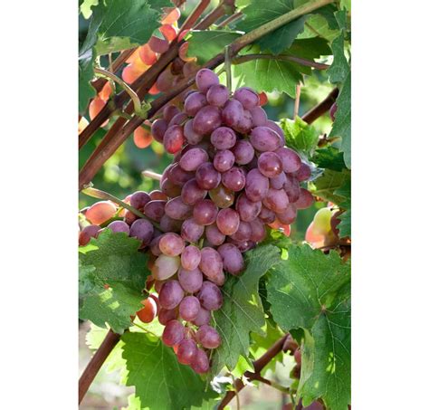 Hrozno odrody Furmint