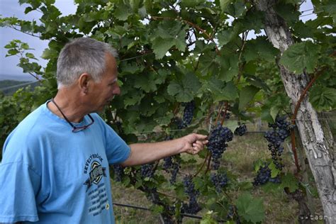 Vinohrad na južnom Slovensku