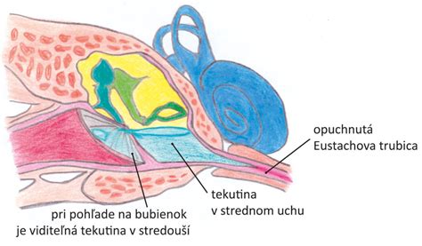 Ilustrácia vnútorného ucha a vestibulárneho systému