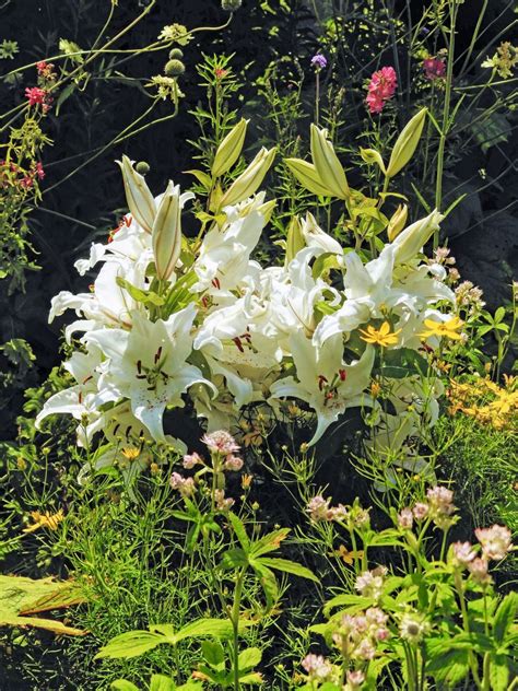 Kvitnúce biele ľalie v záhrade