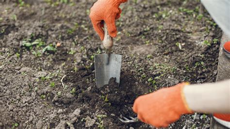 Cibuľky ľalie bielej pripravené na sadenie