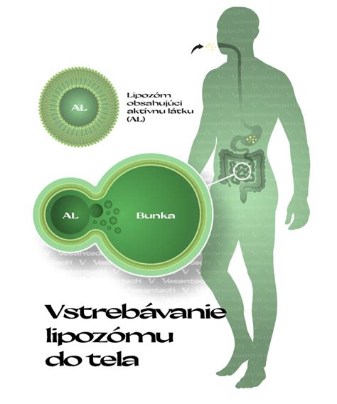 Ilustrácia ľudského čreva s mikrobiómom