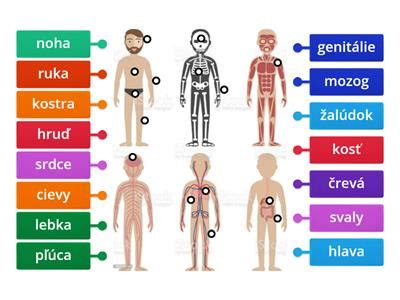 Ilustrácia vplyvu alkoholu na ľudské telo