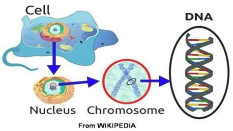 Genetické štruktúry DNA