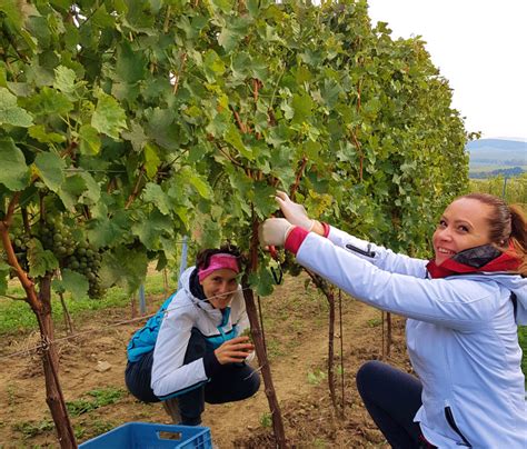 Slovenský vinohrad s hroznom