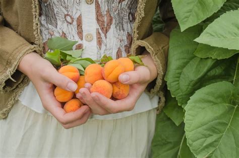 Fotografia zrelých marhúľ