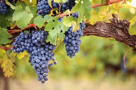 Jesenné vinohrady so slnkom