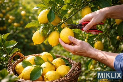 Fotografia zrelých trniek na konári, pripravených na zber.