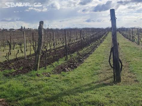 Ilustrácia vinohradu