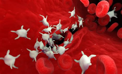 Diagram znázorňujúci proces zrážania krvi a vplyv alkoholu na krvné doštičky