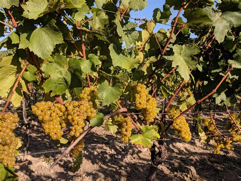 Hrozno Chardonnay na vinici