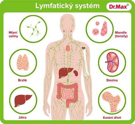 Ilustrácia lymfatického systému s vyznačenými uzlinami
