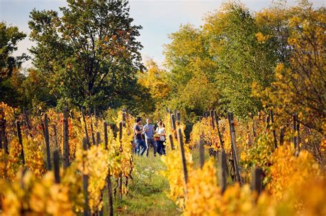 Račianske vinohrady na jeseň