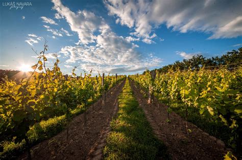 Vinohrad s odrodou Merlot
