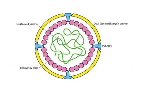 Schéma vírusu s lipidovou obálkou