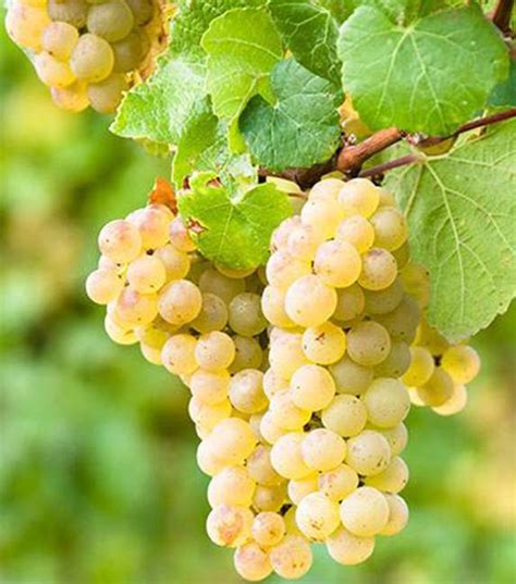 Hrozno Rulandské biele