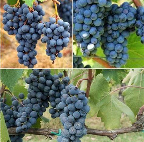 Rozmanité odrody hrozna
