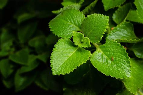Rýmovník s citronem připravený na výrobu sirupu