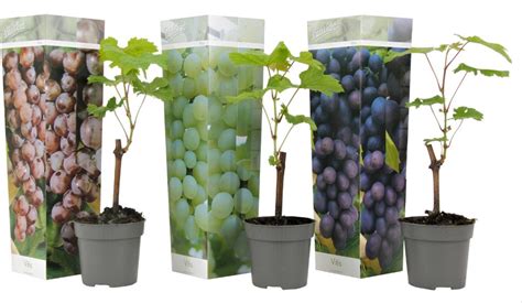 Ilustrácia fyloxéry napádajúcej vinič