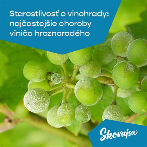 Vinica s radmi viniča