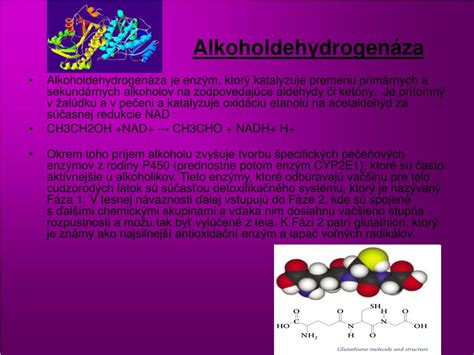 Enzým alkoholdehydrogenáza