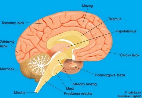 Infografika ukazujúca mozgové centrá ovplyvnené alkoholom