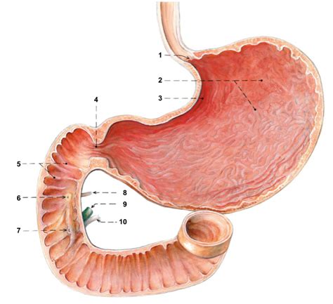 Ilustrácia žalúdočnej sliznice