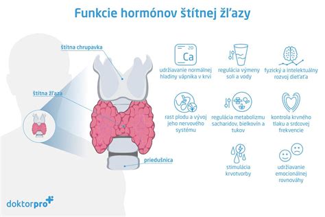 Anatomická poloha štítnej žľazy