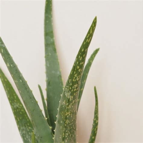 Staroveký egyptský papyrus zobrazujúci rastlinu Aloe Vera