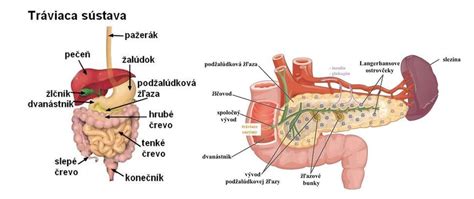 Anatomické usporiadanie orgánov v brušnej dutine