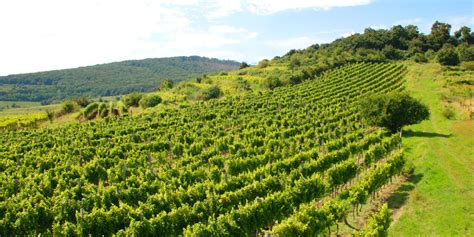 Vinohradnícka oblasť južne od Nitry