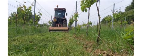 Proces obnovy vinohradu