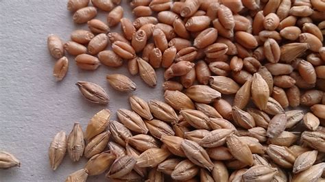 Zrno jačmeňa v klasoch