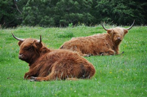 Typické škótske údolia s liehovarom