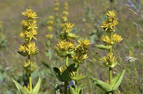 Horec žltý s typickými žltými kvetmi