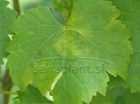 Hroznové bobule na viniči