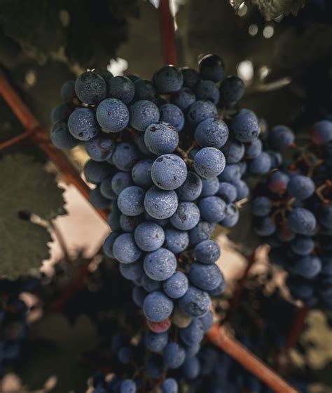 Fľaša argentínskeho Malbecu