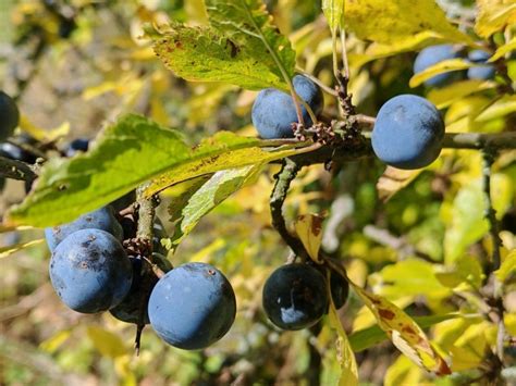 Zrelé trnky v mraze