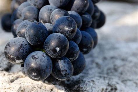 Hroznové bobule s bielym povlakom