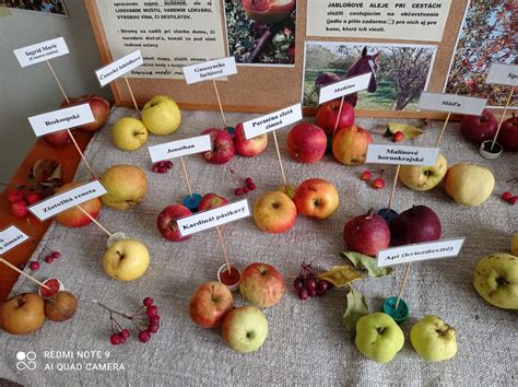 Zmes rôznych odrôd jabĺk