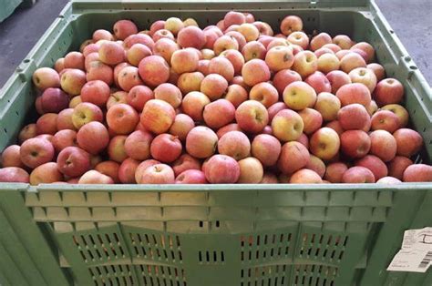 Jablká na výrobu vína