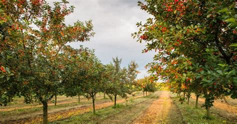 Ovocný strom v slnečnom dni