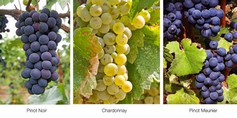 Detailná fotografia zmesi hrozna Pinot Noir, Pinot Meunier a Chardonnay