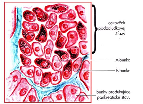 Schematické znázornenie mozgových buniek a neurotransmiterov