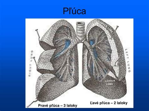 Diagram ľudských pľúc s vyznačenými alveolami