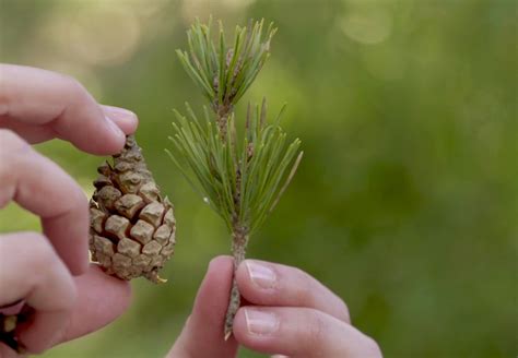 Rôzne druhy borovíc a ich šišky