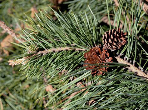 Detail šišky borovice